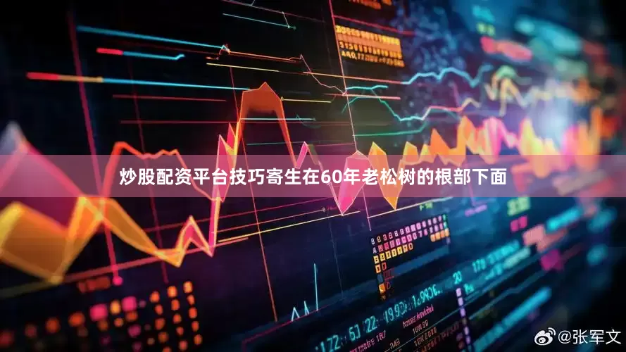炒股配资平台技巧寄生在60年老松树的根部下面
